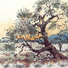 Thumb Kameldornbaum